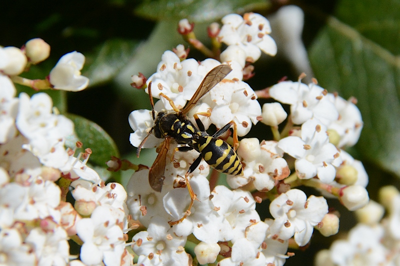 Polistes da identificare...  Polistes sp.